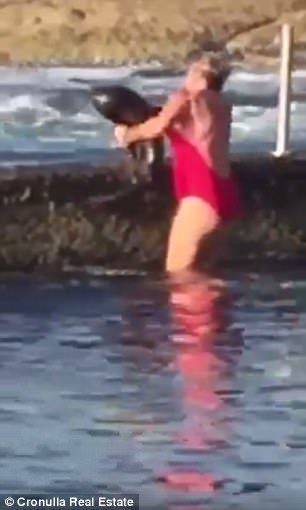 澳洲女子海边泳池遇鲨鱼 徒手抱住鲨鱼送其回家