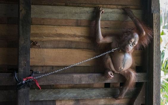 印尼一家庭非法饲养小猩猩将其紧拴厨房