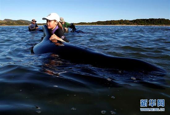 超过400头领航鲸在新西兰搁浅 志愿者努力拯救鲸