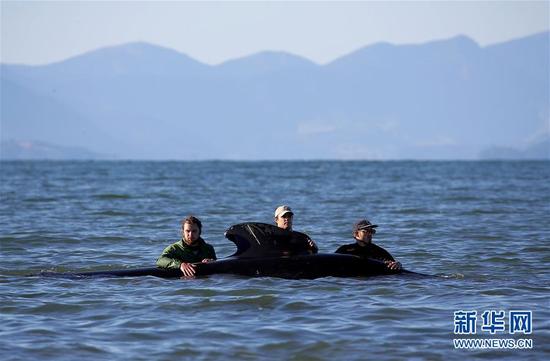 超过400头领航鲸在新西兰搁浅 志愿者努力拯救鲸
