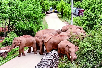 “大象迁徙体现了人与自然的和谐相处”