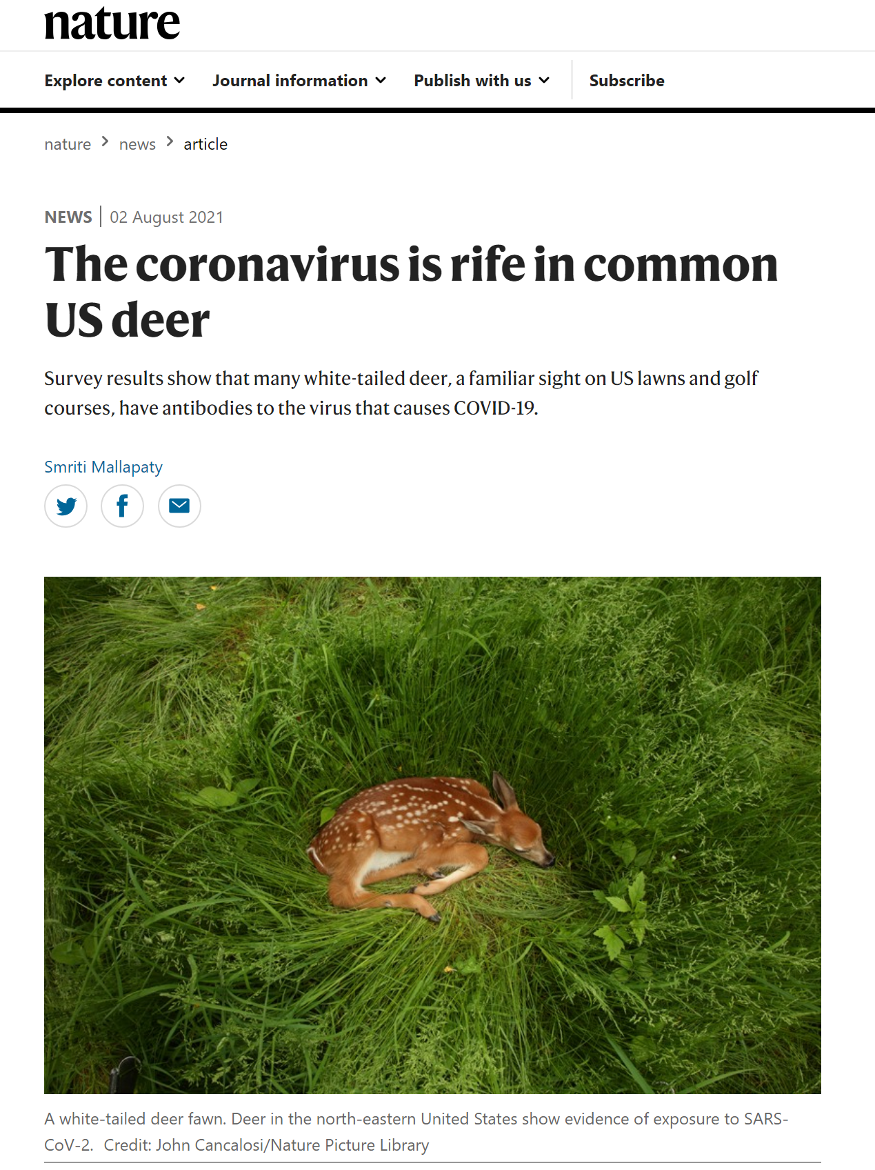 英国《自然》杂志：美国不少白尾鹿体内存在新冠病毒抗体，如何感染成谜团