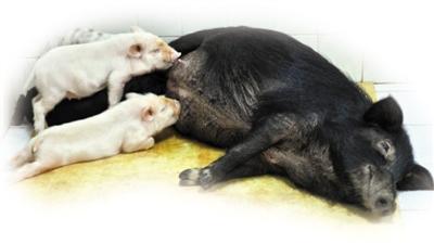 　代孕母猪与世界首例白化西藏小型猪仔在一起 羊城晚报记者 汤铭明 摄