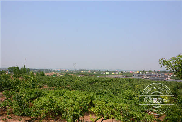 罗江金山镇果园 罗江金山镇果园