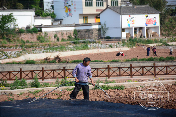 在药材基地务工的拱桥村村民 在药材基地务工的拱桥村村民