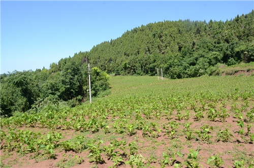 图片2.jpg 图片2.jpg