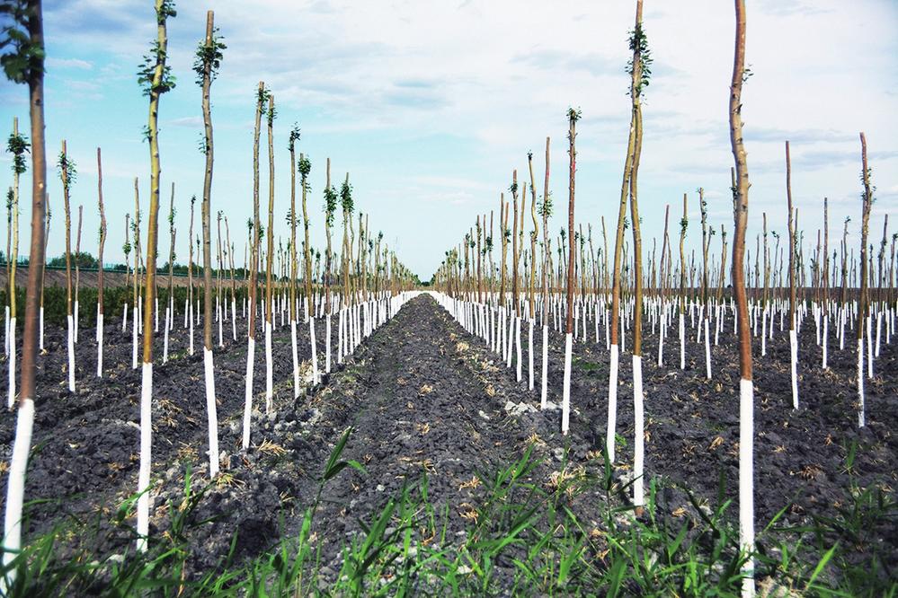 全民共建 绿美吉林——2020年全省计划完成造林绿化140万亩