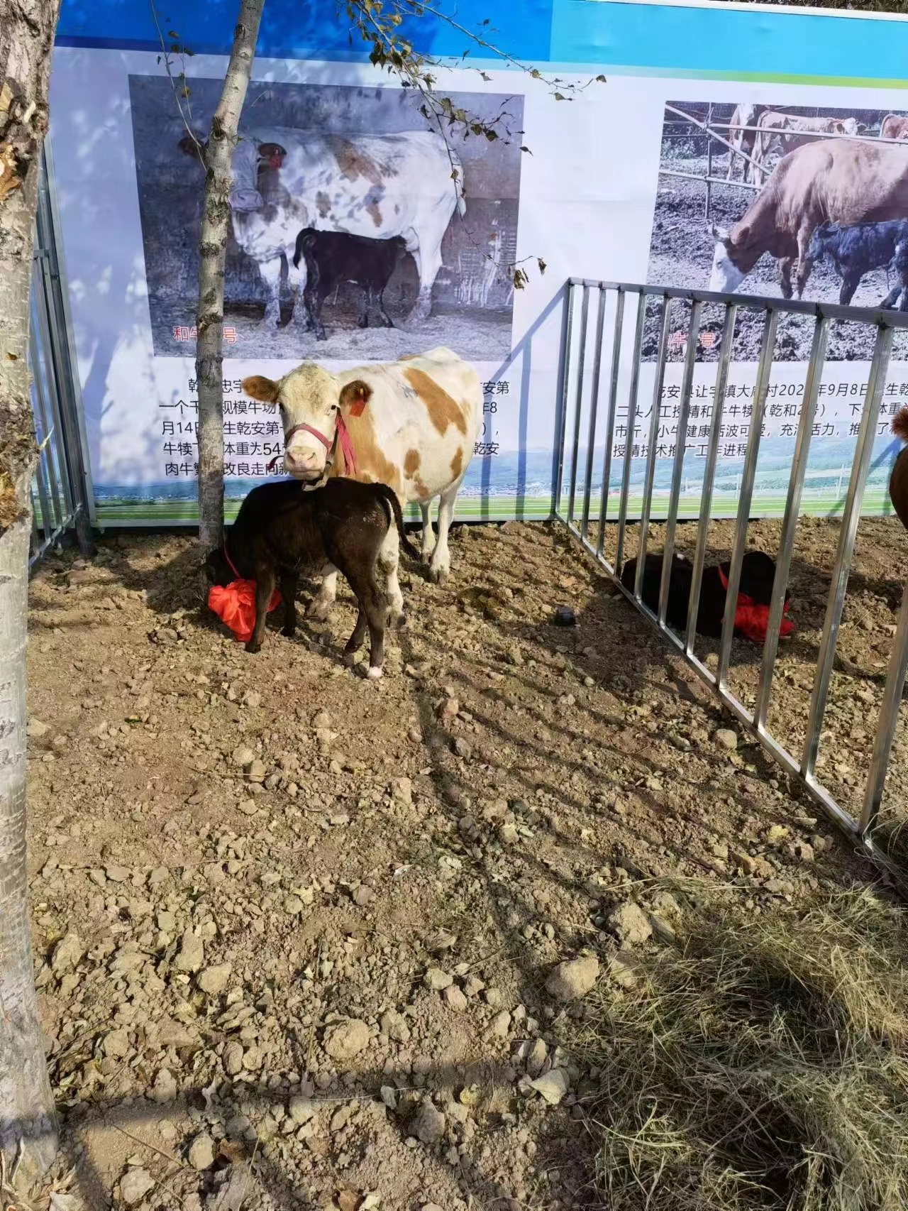 mmexport1664329239861.jpg mmexport1664329239861.jpg