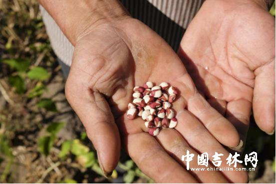 肖福中家,今年调整种植结构后，豇豆已经成熟，马上就可以收割。