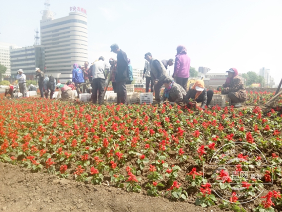长春卫星广场将仿照长白山天池栽种40万株鲜花