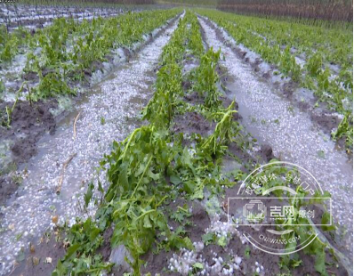 6月2日安图冰雹导致农作物受灾