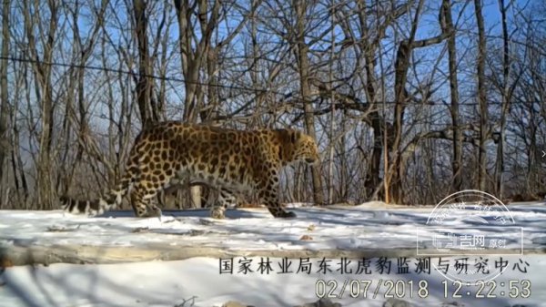 看得见虎豹 管得住人东北虎豹国家公园自然资源监测系统开通