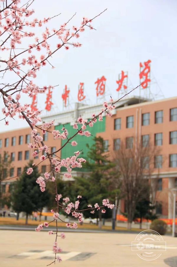 梨什么杏什么的成语_杏田冲梨(3)