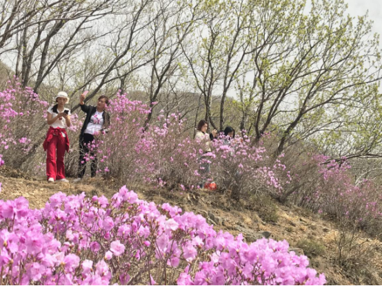 杜鹃花盛开