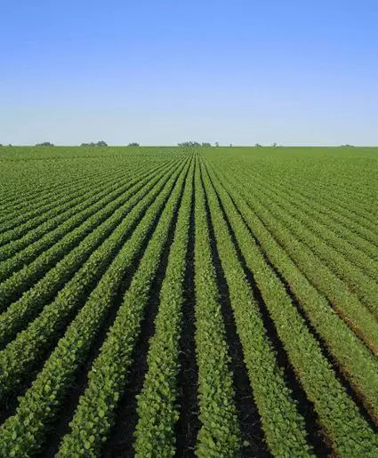 世界上第一个大豆杂交种在吉林诞生