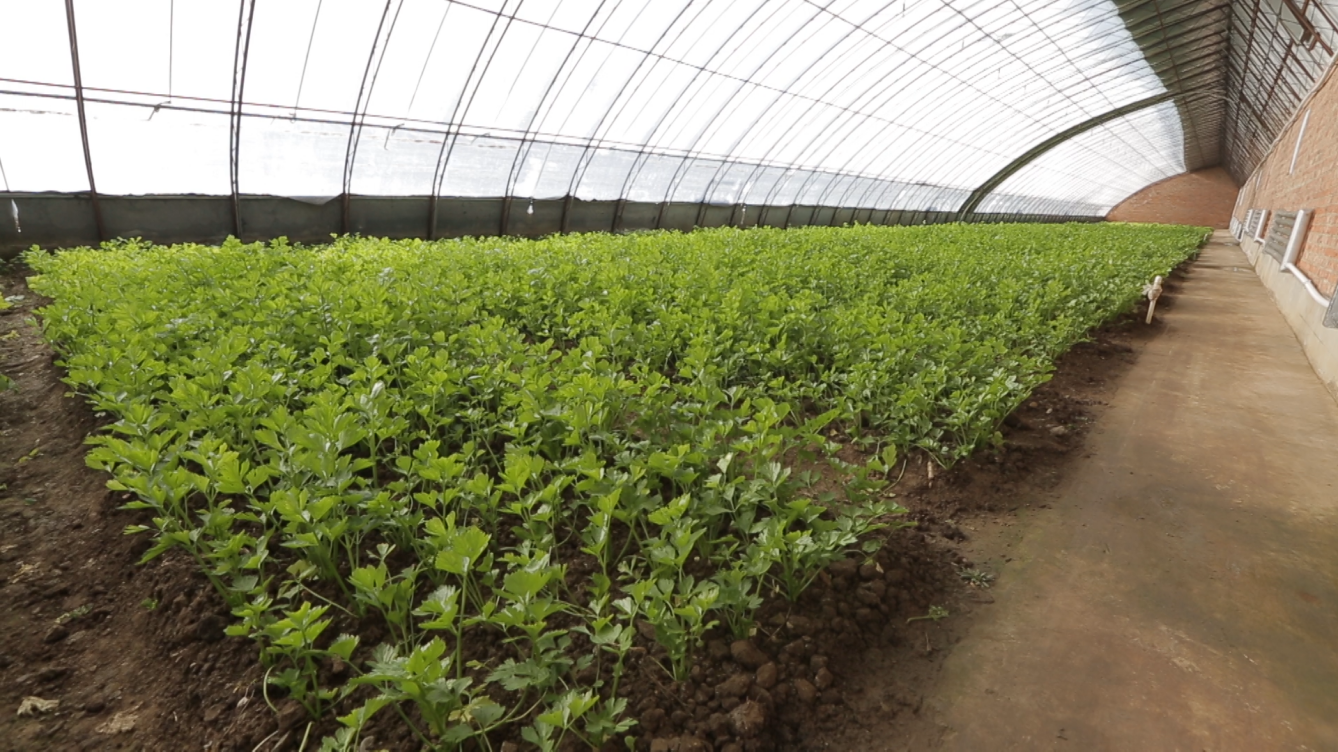 图13 蔬菜温室.png