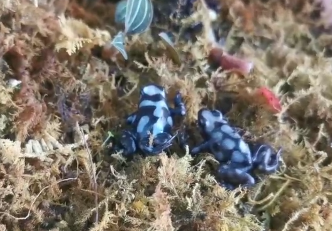 迷彩箭毒蛙惊现吉林市 专家称其为全球毒性最强物种之一