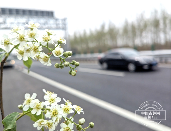 吉林省启动“绿色通道”品质提升活动  路景融合你期待不？