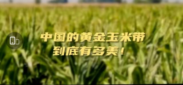 今日热榜丨中国的黄金玉米带到底有多美上榜