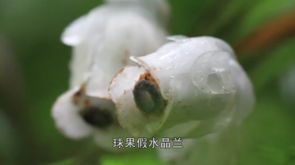 东北师范大学自然博物馆推出珍稀植物科普微视频