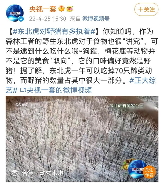 东北虎2_副本.jpg 东北虎2_副本.jpg