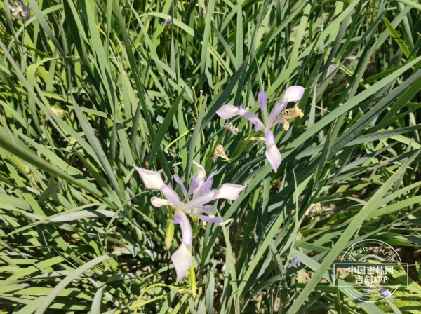 微信图片_20230529151313.jpg 微信图片_20230529151313.jpg