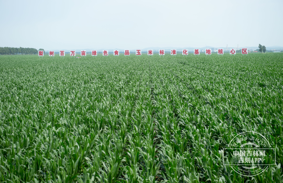 梨树百万亩绿色食品玉米标准化基地核心区 (1).jpg 梨树百万亩绿色食品玉米标准化基地核心区 (1).jpg