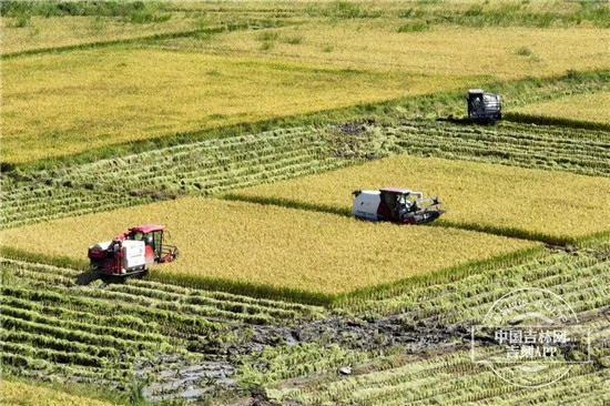 kaiyun中国连续派遣6批高级农业专家组援助布隆迪