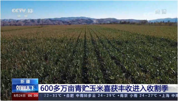 新疆600多万亩青贮玉米喜获丰收进入收割季 推行农畜种养结合发展模式