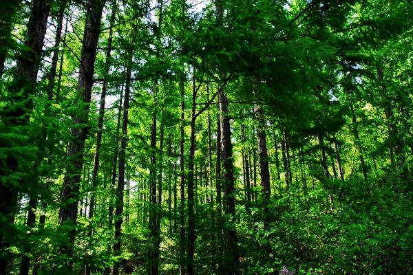 朱雀山森林.jpg 朱雀山森林.jpg