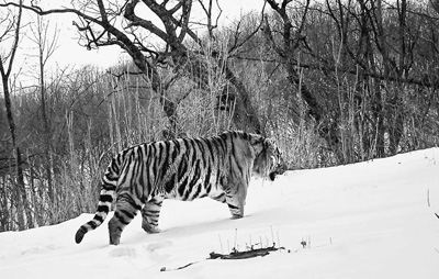 在珲春野外拍摄到的东北虎。资料照片 在珲春野外拍摄到的东北虎。资料照片