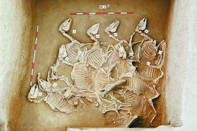 宁夏彭阳姚河塬西周遗址刀把形墓葬埋马12匹。