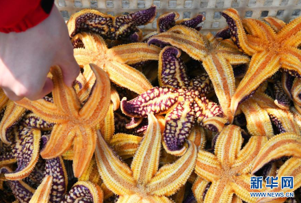 青岛胶州湾海星泛滥10万亩养殖海域受灾