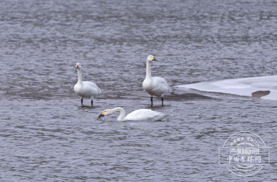 C274295821A36E79CBA1A999EC9F4B73.jpg C274295821A36E79CBA1A999EC9F4B73.jpg