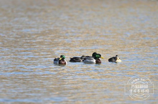 W020260311603410860248.jpg W020260311603410860248.jpg