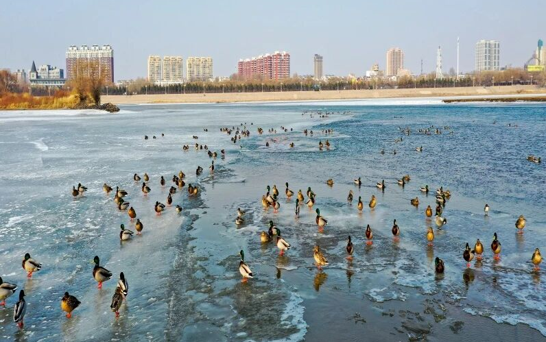 松原野鸭.png 松原野鸭.png