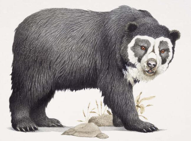 眼镜熊.jpg 眼镜熊.jpg