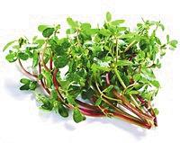 春天来了野菜疯长 专家提醒吃野菜别太“任性”