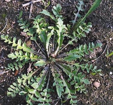 春天来了野菜疯长 专家提醒吃野菜别太“任性”