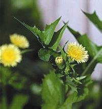 春天来了野菜疯长 专家提醒吃野菜别太“任性”