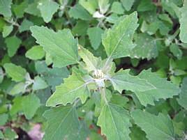 春天来了野菜疯长 专家提醒吃野菜别太“任性”