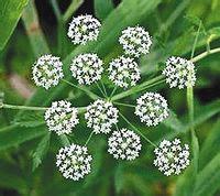 春天来了野菜疯长 专家提醒吃野菜别太“任性”