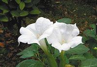 春天来了野菜疯长 专家提醒吃野菜别太“任性”