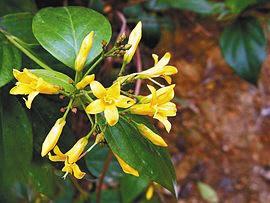 春天来了野菜疯长 专家提醒吃野菜别太“任性”