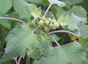 春天来了野菜疯长 专家提醒吃野菜别太“任性”