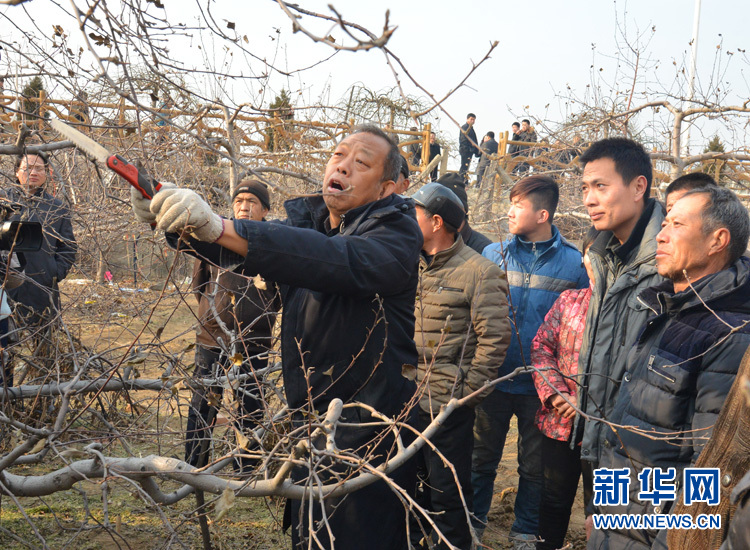 李保国生前教果农如何剪枝.jpg