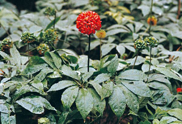 136387908_14981748653201n.jpg 136387908_14981748653201n.jpg