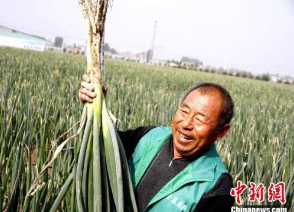 章丘大葱最高能长多高图片