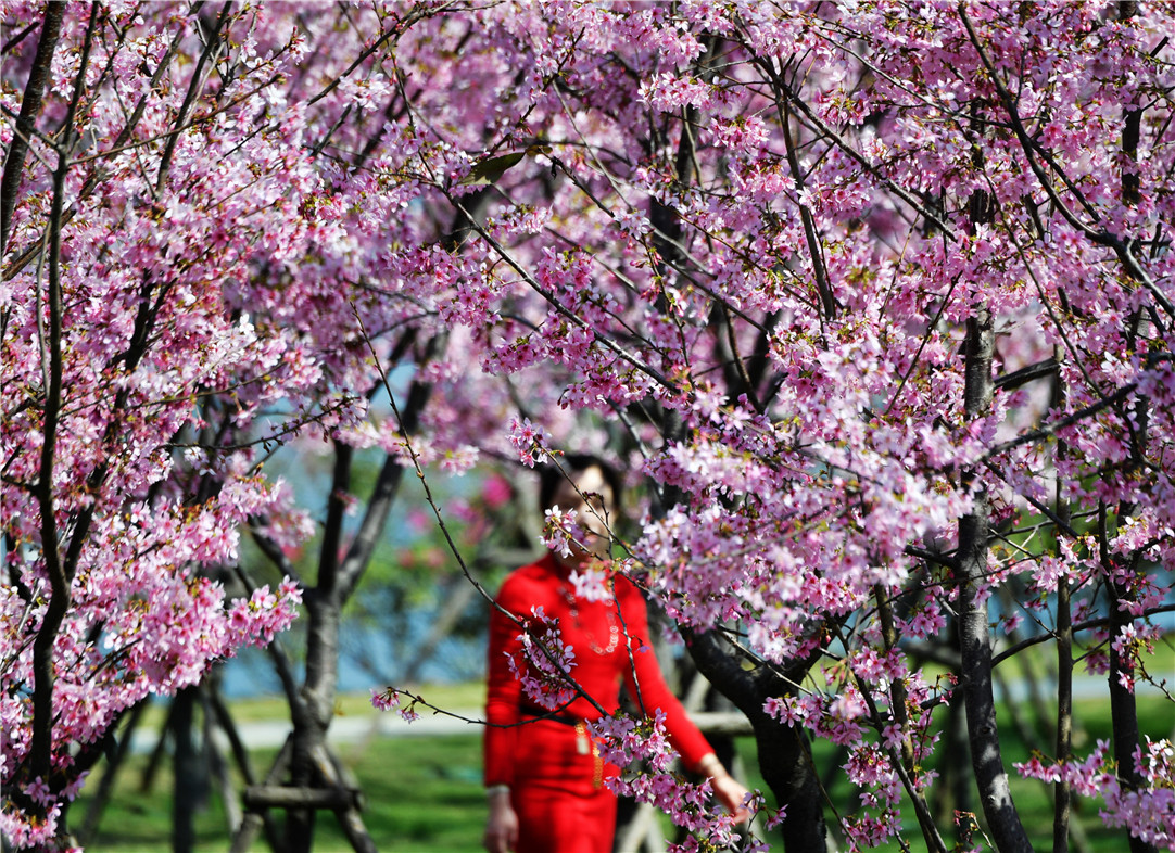 福州:满园樱花开 踏春正当时