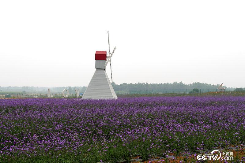 小岗村发展观光旅游业，打造农业科技园区。（殷兆松/摄）